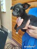 Piesek chihuahua okolice Warszawy - 2