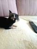 Przepiękna Maleńka Unikatowa Chihuahua - 10
