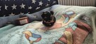 Miniaturowe szczenięta Yorkshire Terrier, suczka i pies. - 3