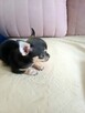 Przepiękna Maleńka Unikatowa Chihuahua - 11