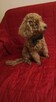 Pudel red szczeniak miniatura - 2