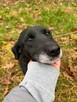 Justynka do adopcji Schronisko Sokołów Podl. - 6
