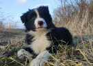 Szczenię BORDER COLLIE z Hodowli - Rasowy pies z pełną dok. - 4