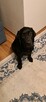 Pies labrador - 6
