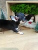 Przepiękna Maleńka Unikatowa Chihuahua - 13
