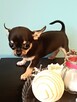 Przepiękna Maleńka Unikatowa Chihuahua - 14