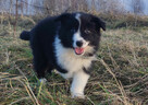 PIĘKNA! Suczka BORDER COLLIE z Hodowli - Rasowa z pełną dok. - 4