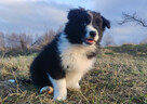 PIĘKNA! Suczka BORDER COLLIE z Hodowli - Rasowa z pełną dok. - 2