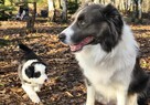 Szczeniaki Border Collie piesek - 2