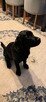 Pies labrador - 3