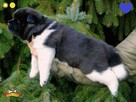 Szczenięta AKITA AMERYKAŃSKA - odbiór marzec - PlayTime FCI - 12