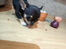 Przepiękna Maleńka Unikatowa Chihuahua - 4
