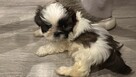 7 tygodniowy shih tzu - 2