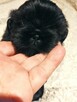 Shih tzu sunia - 2