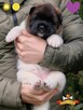 Szczenięta AKITA AMERYKAŃSKA - odbiór marzec - PlayTime FCI - 6