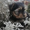 pies Yorkshire Terrier - 4
