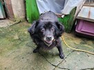 Megi do adopcji - 6