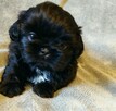 Shih tzu sunia