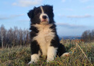 Szczenię BORDER COLLIE z Hodowli - Rasowy pies z pełną dok. - 2
