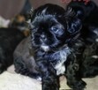 Shih tzu sunia - 3