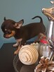 Przepiękna Maleńka Unikatowa Chihuahua - 5