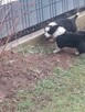 Border collie - 3