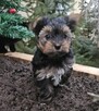 pies Yorkshire Terrier - 2