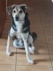 Pies mieszaniec do adopcji. - 2