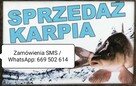 Karp sprzedaż Wrocław - 5