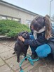Dyzio - czarny kudłaty pies czeka na dom-adopcja - 7