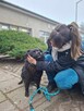 Dyzio - czarny kudłaty pies czeka na dom-adopcja - 4