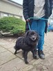 Dyzio - czarny kudłaty pies czeka na dom-adopcja - 3