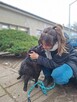Dyzio - czarny kudłaty pies czeka na dom-adopcja - 2