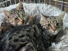 Śliczne, milutkie, bure koteczki do adopcji. - 2