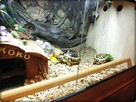 Duże Terrarium z szafką + Żółw Grecki i Stepowy z dokumentam - 11