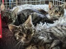 Śliczne, milutkie, bure koteczki do adopcji. - 11