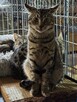 Śliczne, milutkie, bure koteczki do adopcji. - 7