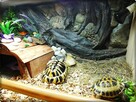 Duże Terrarium z szafką + Żółw Grecki i Stepowy z dokumentam - 7