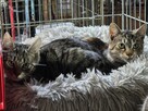 Śliczne, milutkie, bure koteczki do adopcji. - 9