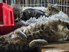 Śliczne, milutkie, bure koteczki do adopcji. - 10