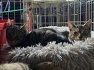Śliczne, milutkie, bure koteczki do adopcji. - 12