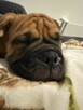 Buldog Kontynentalny - 5
