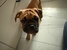 Buldog Kontynentalny - 4