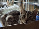 Śliczne, milutkie, bure koteczki do adopcji. - 8