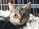 Śliczne, milutkie, bure koteczki do adopcji. - 14