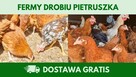 Kury nioski 12–20 tyg. | Dostawa GRATIS | Ferma Drobiu - 2