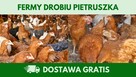 Kury nioski 12–20 tyg. | Dostawa GRATIS | Ferma Drobiu - 3