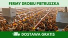 Kury nioski 12–20 tyg. | Dostawa GRATIS | Ferma Drobiu - 5