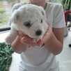 Szczeniak Bichon Frise - 2