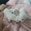 Szczeniak Bichon Frise - 7